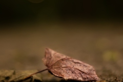Blatt