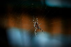 Spinne