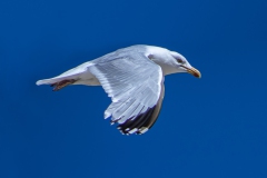 Vogel