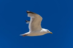Vogel2
