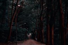 forest